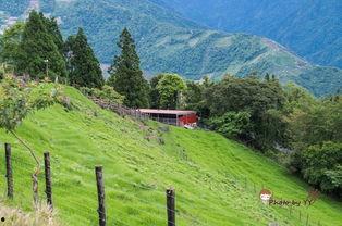 青青草国产线观,青青草的青春旋律与时代印记